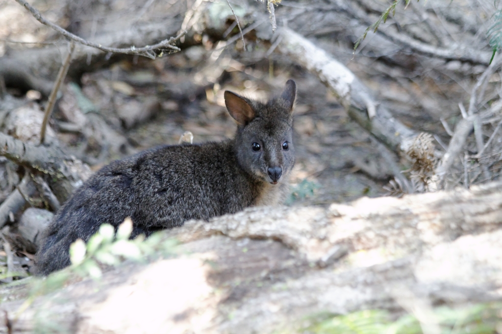 03 - Narawtapu NP (4).jpg